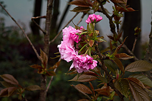 桃花,桃花盛开