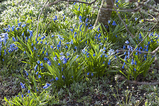 报春,绵枣儿属植物,蓝色,星