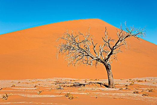 干燥,骆驼,刺,树,沙丘,索苏维来地区,纳米布沙漠,纳米比诺克陆夫国家公园,纳米比亚,非洲