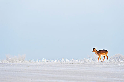 鹿,幼小,走,雪,霜,遮盖,英格兰,欧洲