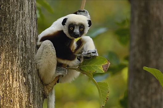 马达加斯加狐猴,西部,落叶林,严厉,自然保护区,马达加斯加
