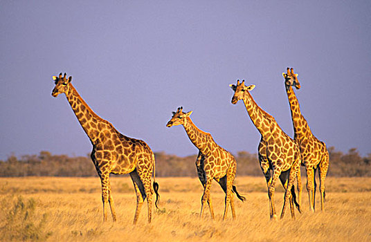 长颈鹿,埃托沙国家公园,纳米比亚,非洲