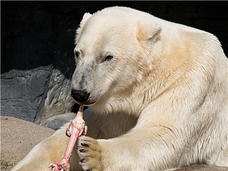 北极熊,吃