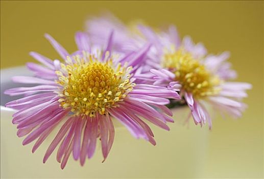 紫苑属,花瓶,冬天