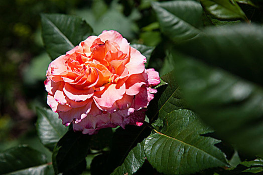 玫瑰,花园,粉色