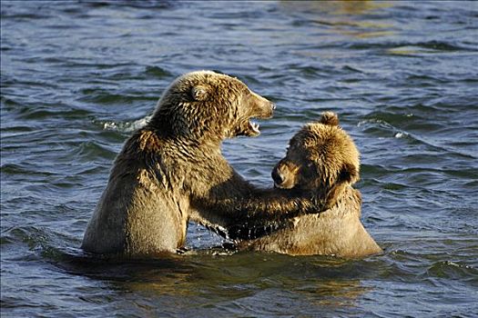 阿拉斯加,棕熊,两个,幼仔,玩耍,争斗,卡特麦国家公园,美国