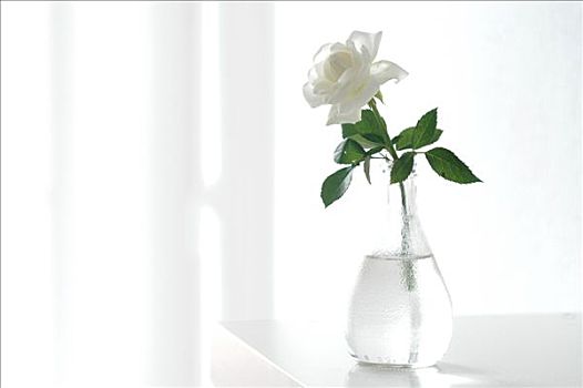白色蔷薇,玻璃花瓶