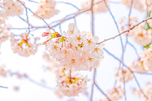 春天公园里的樱花