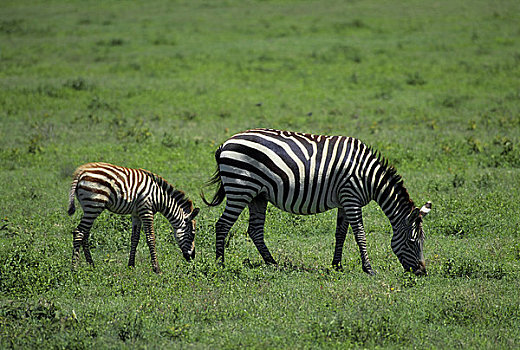 坦桑尼亚,恩戈罗恩戈罗火山口,放牧,斑马,小马