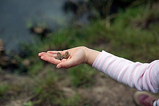 小女孩,青蛙,手