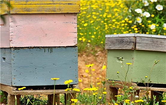 蜜蜂,房子,葡萄牙
