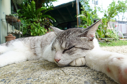 猫,石垣岛,冲绳,日本
