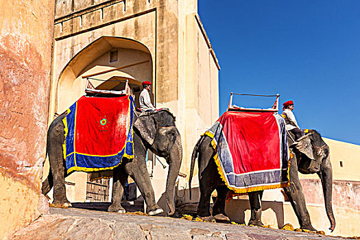 大象,旅游,正面,琥珀堡,斋浦尔,拉贾斯坦邦,印度,亚洲