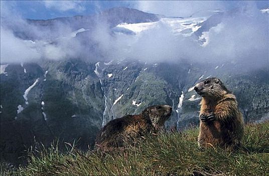 阿尔卑斯山土拨鼠,旱獭,哺乳动物,啮齿类动物,欧洲,动物