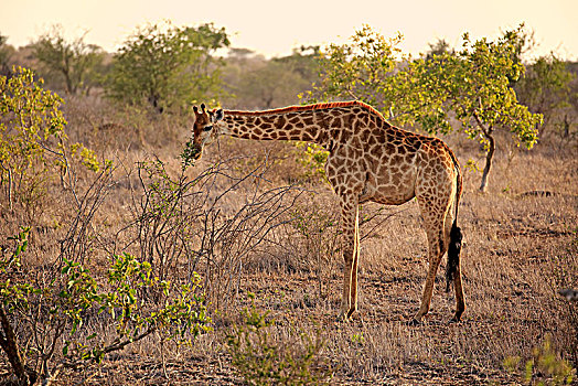 南方长颈鹿,长颈鹿,成年,吃,喂食,克鲁格国家公园,南非,非洲