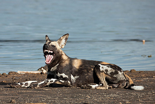 非洲野狗,非洲野犬属,哈欠,岸边,湖,区域,塞伦盖蒂,坦桑尼亚,非洲