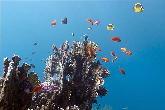 珊瑚礁,异域风情,彩色,鱼,热带,海洋,水下