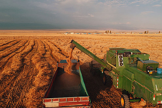 新疆巴里坤,国庆假日,优质小麦收割忙