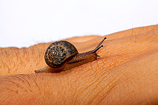 爬在手上的小蜗牛