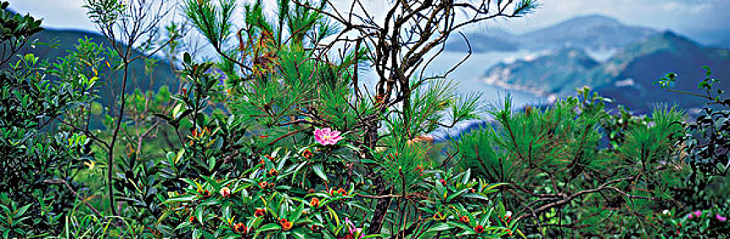 杜鹃属植物,松树,缠结,俯视,平和,湾,香港