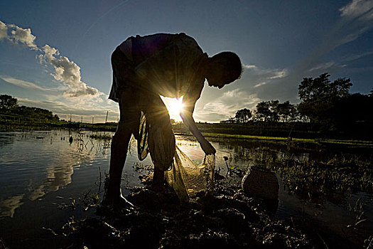 渔民,抓住,鱼,渔网,湿地,乡村,孟加拉,六月,2007年