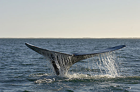 灰色,鲸,成年,尾部,准备,泻湖,下加利福尼亚州,墨西哥,北美