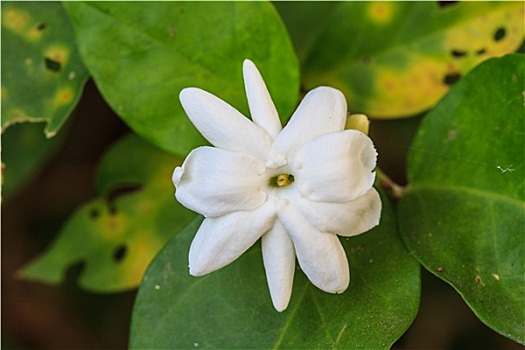 白色,茉莉,花,花园