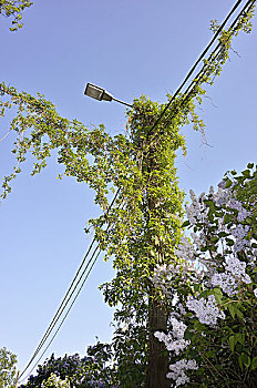 植物,路灯