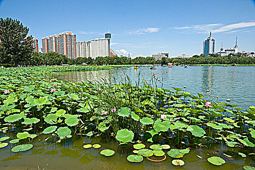 北京莲花池公园风光