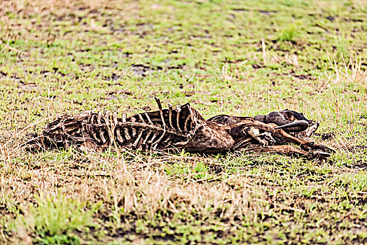 坦桑尼亚塞伦盖蒂草原非洲水牛腐尸生态环境