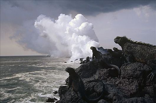 海鬣蜥,群,姿势,新,熔岩流,费尔南迪纳岛,加拉帕戈斯群岛,厄瓜多尔