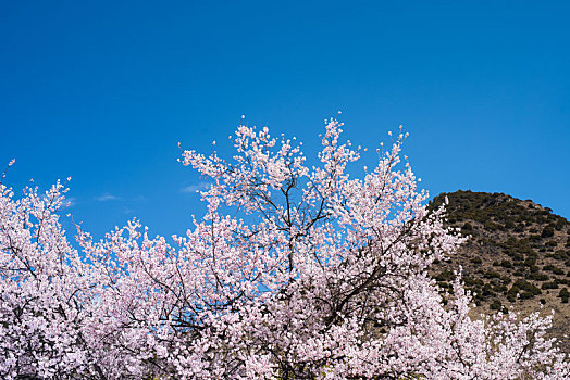 西藏林芝嘎啦桃花村