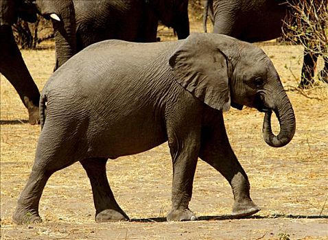 非洲象,走,树林,乔贝国家公园,博茨瓦纳