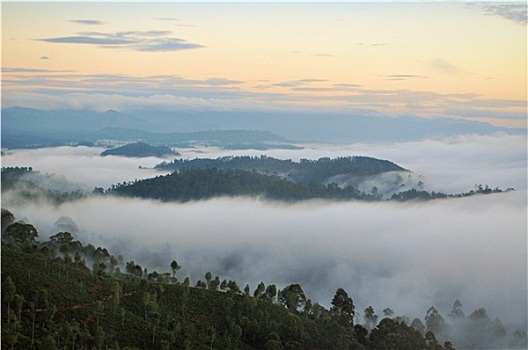 模糊,晨雾,自然,风景,斯里兰卡