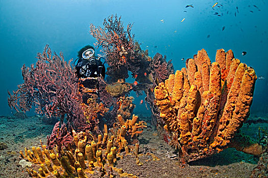 潜水,甲板,残骸,珊瑚,海绵,向风群岛,小安的列斯群岛,加勒比海