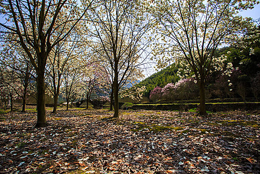 下社家畈,玉兰花,阳光,田野,花,树木,花海