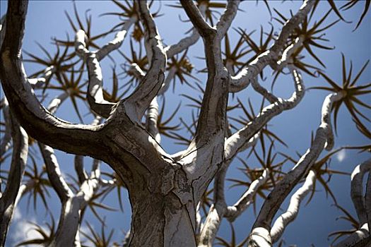 箭筒树,基特曼斯胡普,纳米比亚