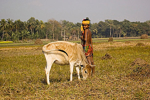 地点,丰收,孟加拉,一月,2008年
