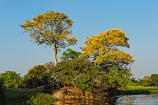 树,河,潘塔纳尔,巴西,南美