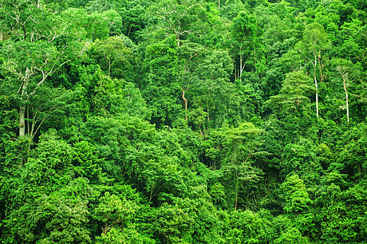 热带雨林,风景