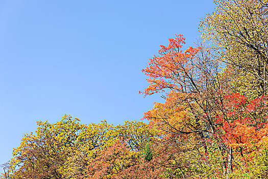 秋天山坡树林