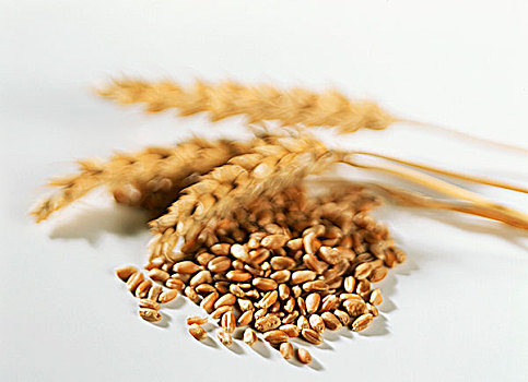 小麦,玉米,穗