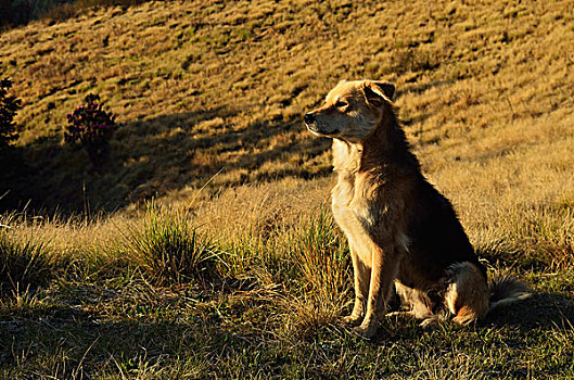 迷路,狗,安纳普尔纳峰,保护区,尼泊尔