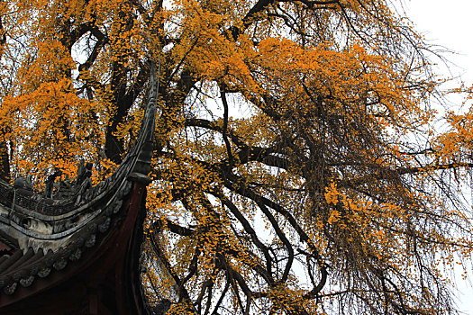 成都温江,文庙的,古银杏树