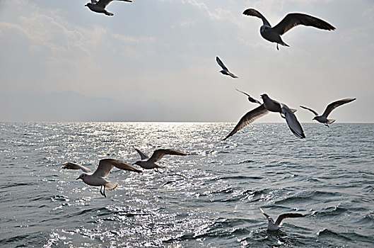 云南昆明滇池的海鸥