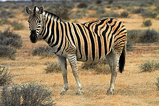 白氏斑马,马,斑马,埃托沙国家公园,纳米比亚,非洲