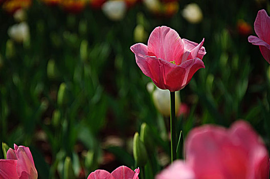 美丽的郁金香花