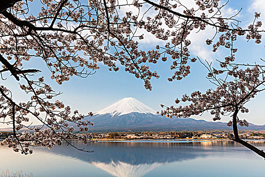 盛开,樱桃树,枝条,富士山,反射,湖,山梨县,日本