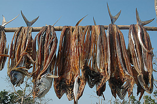 干燥,鱼肉,流行,大,产业,沿岸,区域,孟加拉,市场,2008年