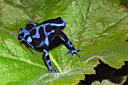 蓝色,黑色,毒物,青蛙,哥斯达黎加
